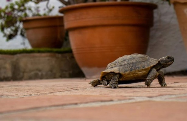 Foto - Kaplumbağalar hakkında sizleri çok şaşırtacak 20 gerçek