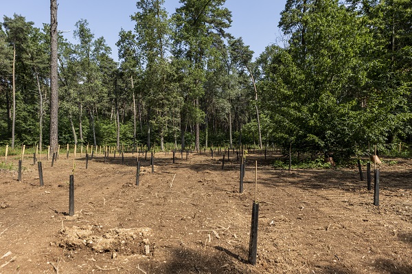 Foto - Kaplumbağalar ısınmak için bakın ne yaptı