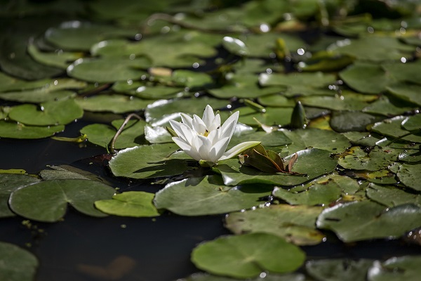 Foto - Kaplumbağalar ısınmak için bakın ne yaptı