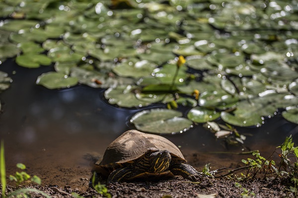 Foto - Kaplumbağalar ısınmak için bakın ne yaptı