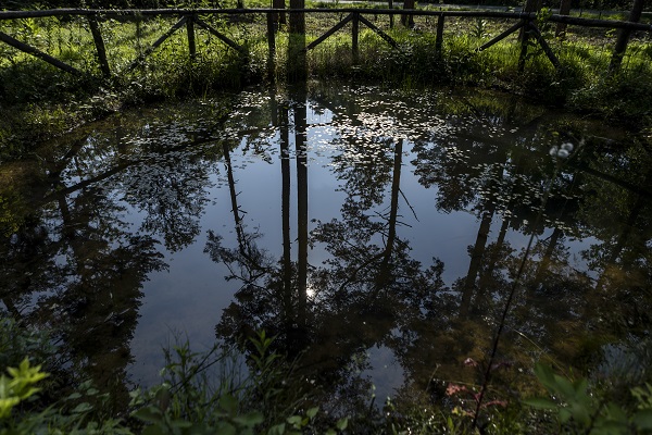 Foto - Kaplumbağalar ısınmak için bakın ne yaptı