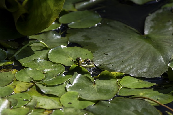 Foto - Kaplumbağalar ısınmak için bakın ne yaptı