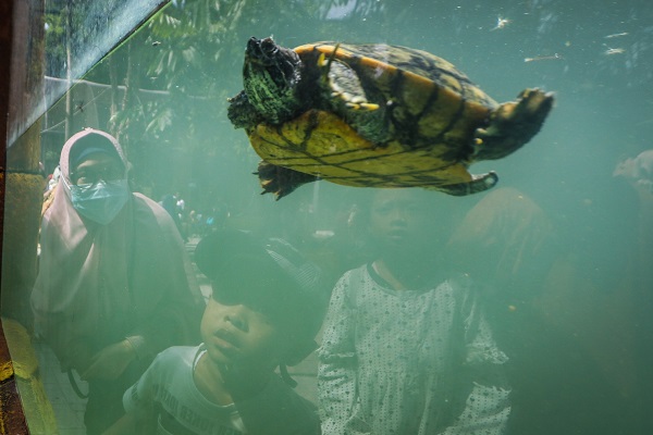 Foto - Kaplumbağaları izlemek için akın akın geliyorlar