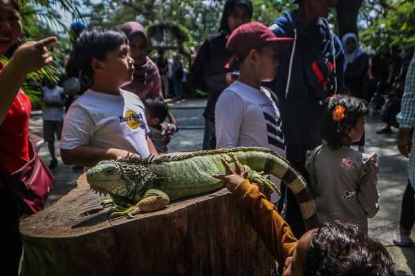Foto - Kaplumbağaları izlemek için akın akın geliyorlar