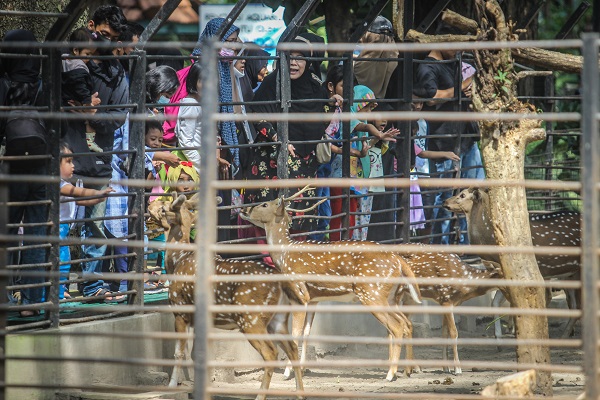 Foto - Kaplumbağaları izlemek için akın akın geliyorlar