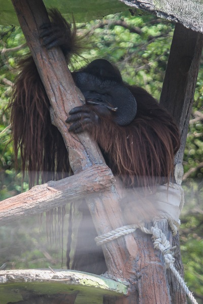 Foto - Kaplumbağaları izlemek için akın akın geliyorlar