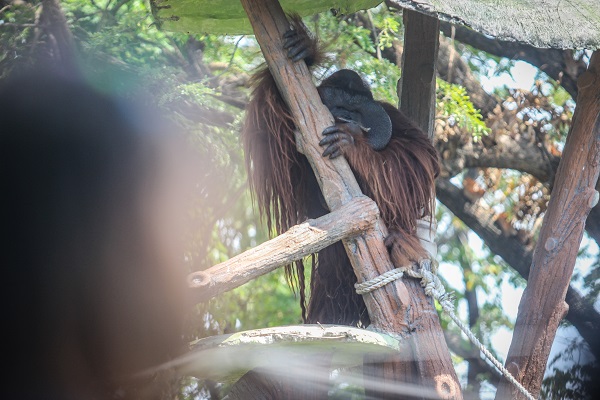 Foto - Kaplumbağaları izlemek için akın akın geliyorlar
