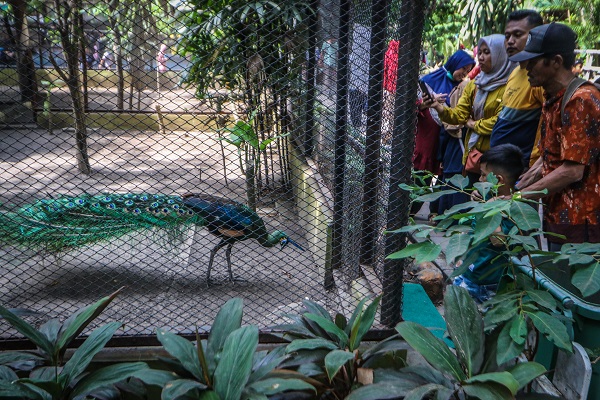 Foto - Kaplumbağaları izlemek için akın akın geliyorlar