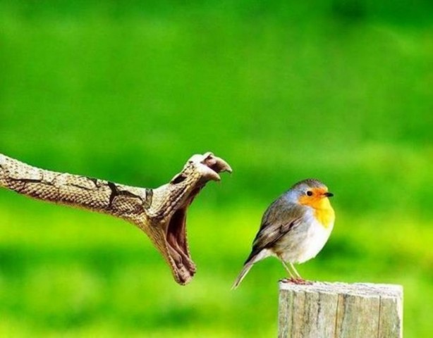Foto - Kaplumbağanın dev yılanla mücadelesi!
