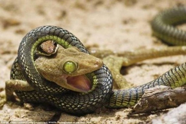 Foto - Kaplumbağanın dev yılanla mücadelesi!