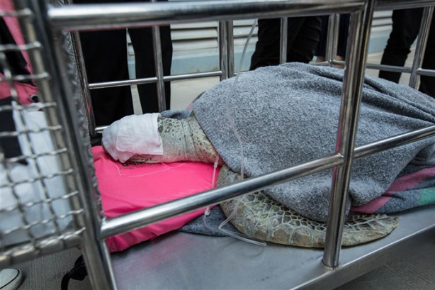 Foto - Kaplumbağanın midesinden çıkanlar şok etti!