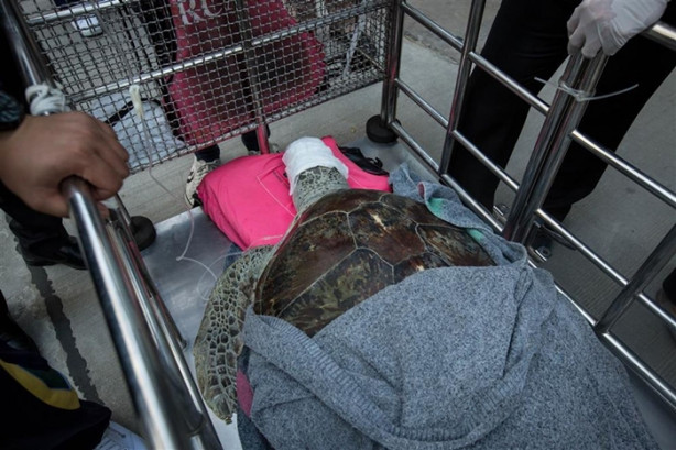 Kaplumbağanın midesinden çıkanlar şok etti!