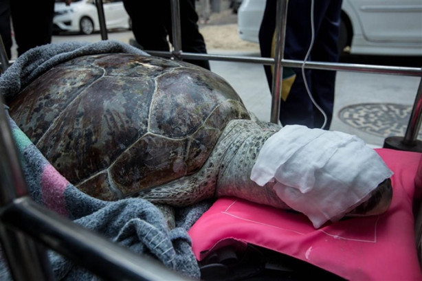 Foto - Kaplumbağanın midesinden çıkanlar şok etti!