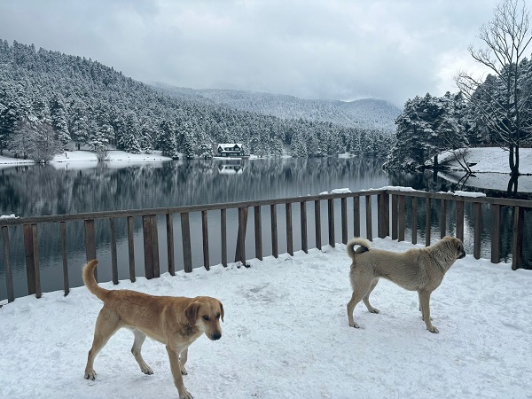 Foto - Kar kalınlığı 10 santimetreye ulaştı