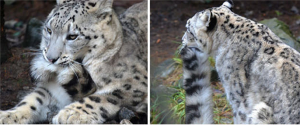 Foto - Kar leoparları neden kuyruğunu ısırır?