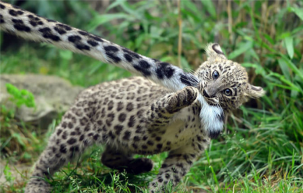 Kar leoparları neden kuyruğunu ısırır?