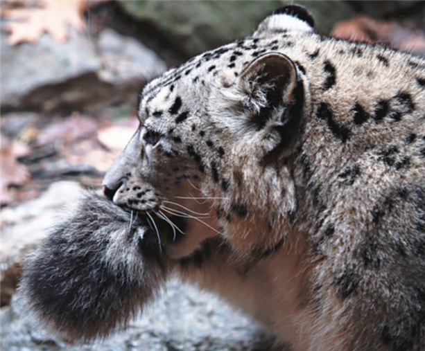 Foto - Kar leoparları neden kuyruğunu ısırır?