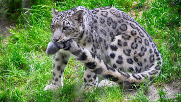 Foto - Kar leoparları neden kuyruğunu ısırır?
