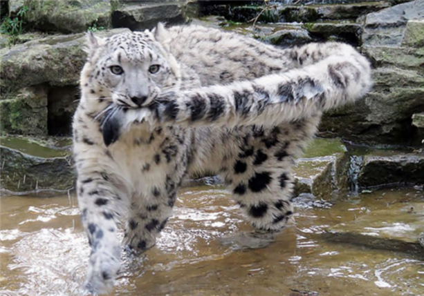 Foto - Kar leoparları neden kuyruğunu ısırır?