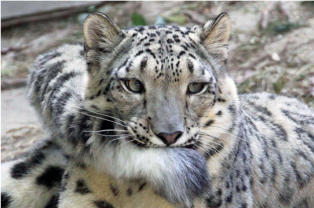 Foto - Kar leoparları neden kuyruğunu ısırır?