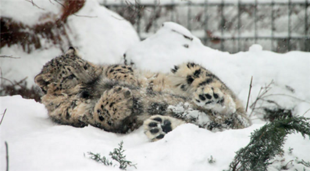 Foto - Kar leoparları neden kuyruğunu ısırır?