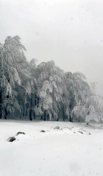Foto - Kar manzarası hayran bıraktı