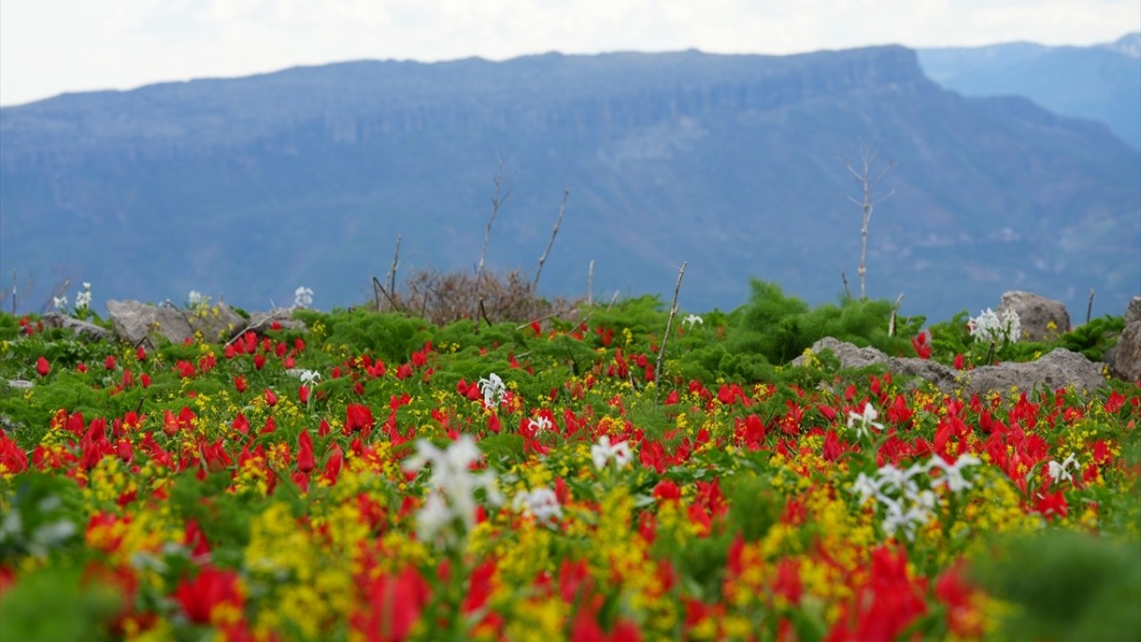 Kar suları eridi! Yayla çiçek bahçesine döndü