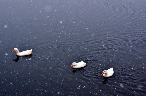 Foto - Kar yağışı Doğu'da 270 köy yolunu kapadı