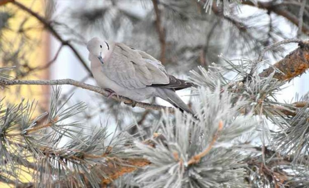 Foto - Kar yağışı etkili olurken tatil haberleri art arda geliyor! İşte eğitime ara verilen illerimiz...