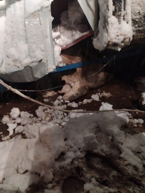 Foto - Kar yükünü kaldıramayan ahır çöktü, hayvanlar telef oldu!