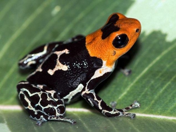 Foto - Kara hayvanları içinde en zehirlisi o!