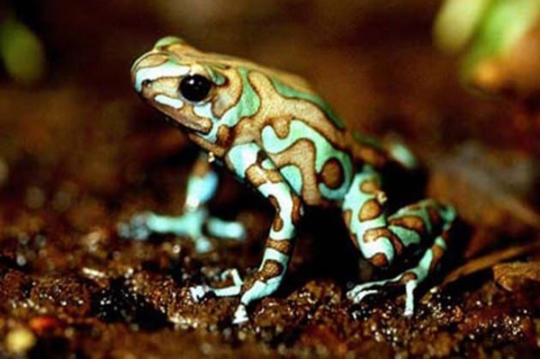 Foto - Kara hayvanları içinde en zehirlisi o!