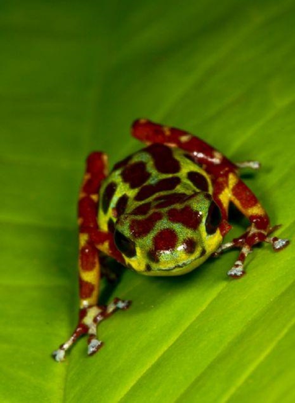 Foto - Kara hayvanları içinde en zehirlisi o!