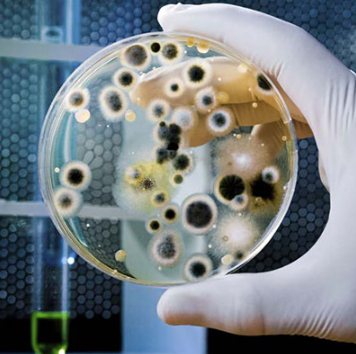 Foto - Kara Veba! Milyonları öldüren hastalığın nasıl yayıldığı bulundu