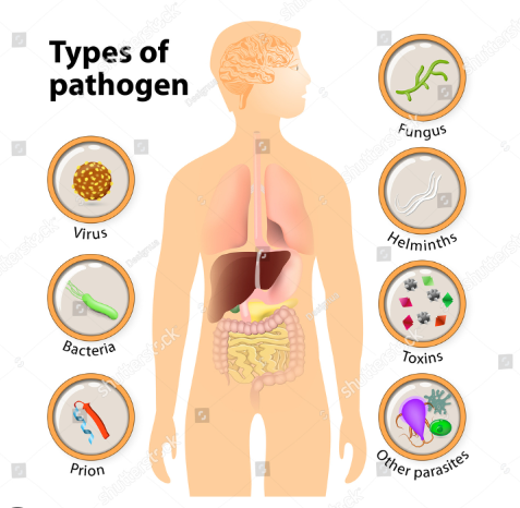 Foto - Kara Veba! Milyonları öldüren hastalığın nasıl yayıldığı bulundu
