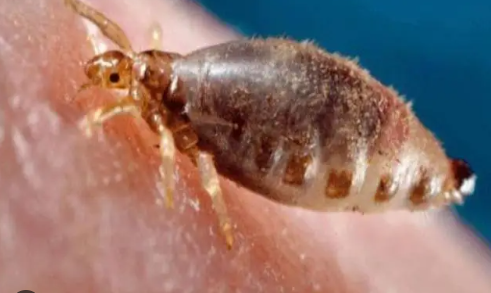 Foto - Kara Veba! Milyonları öldüren hastalığın nasıl yayıldığı bulundu