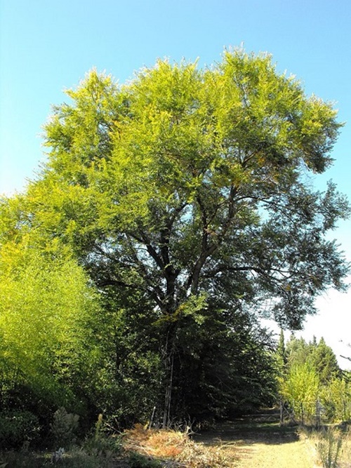 Foto - Karaağaç kandaki şeker miktarını düşürüyor