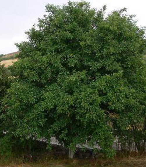 Karaağaç kandaki şeker miktarını düşürüyor