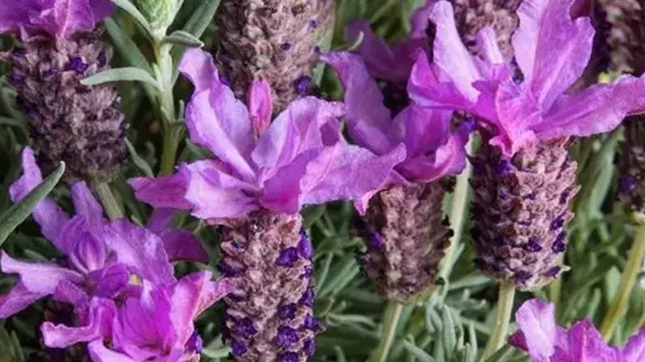 Foto - Damarları çamaşır suyu ile temizlemiş gibi yapıyor! Kalbin en kuvvetli ilacı