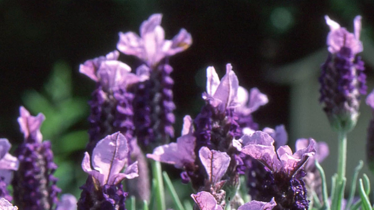 Foto - Damarları çamaşır suyu ile temizlemiş gibi yapıyor! Kalbin en kuvvetli ilacı