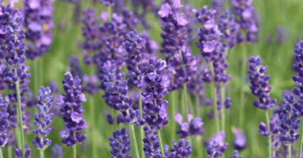 Foto - Karabaş Otu: faydaları büyüleyici renginin ardına saklanmış bir güzel! Kaygı bozukluğuna karşı iyi geliyor