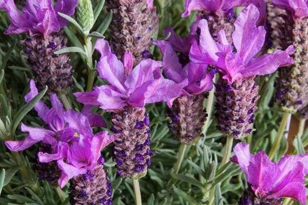 Foto - Karabaş Otu: faydaları büyüleyici renginin ardına saklanmış bir güzel! Kaygı bozukluğuna karşı iyi geliyor