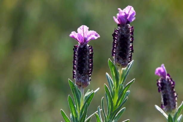 Foto - Karabaş otu nedir? Karabaş otu faydaları nelerdir? Yeni detaylar ortaya çıktı... Aynısını evde yaparak rahatlayın