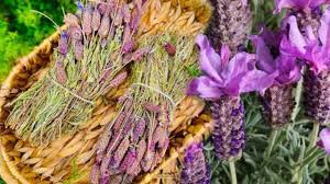 Foto - Karabaş otu nedir? Karabaş otu faydaları nelerdir? Yeni detaylar ortaya çıktı... Aynısını evde yaparak rahatlayın