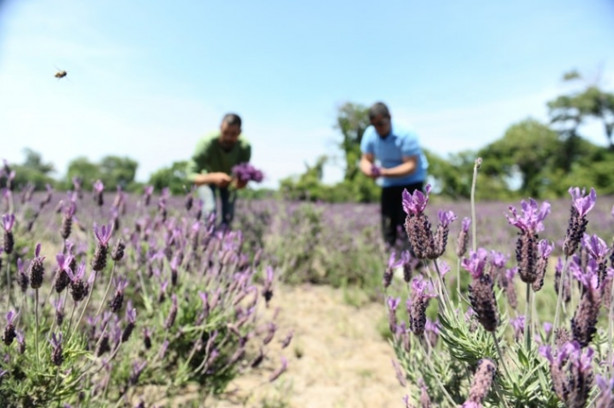 Foto - Karabaş otu tehlike altında!