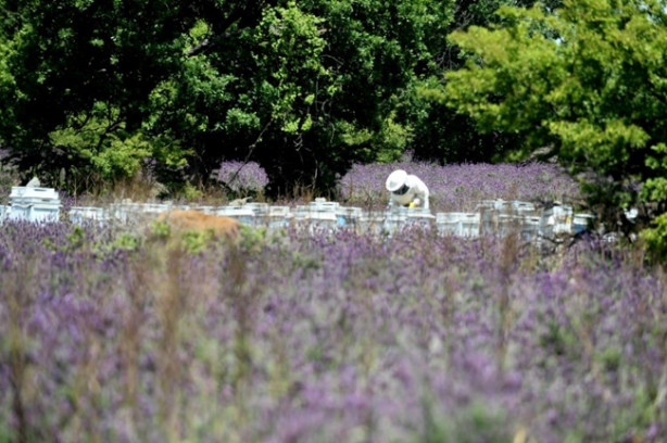 Foto - Karabaş otu tehlike altında!