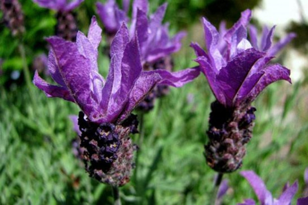 Foto - Karabaş otu tehlike altında!