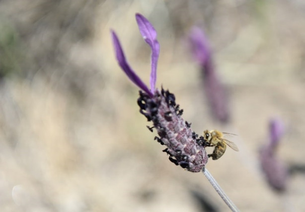 Foto - Karabaş otu tehlike altında!