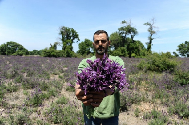 Foto - Karabaş otu tehlike altında!