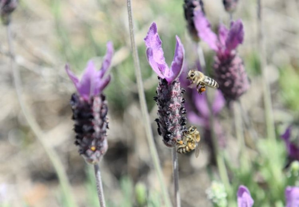  Karabaş otu tehlike altında!